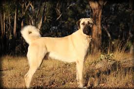 Best center to import kangal from turkey | Importing House