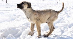 kangal breeders in turkey