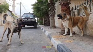 Buy kangal dog from Turkey